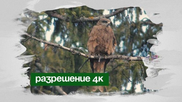 канал Природа смотреть онлайн