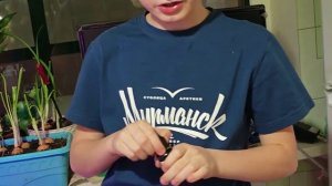 Подробная инструкция по выгонке тюльпанов в гидропонике