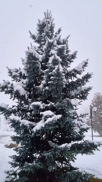 Песня Шамана парада