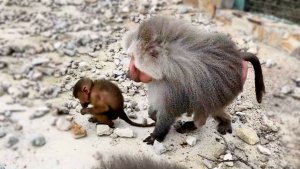 Люся в дом2? Одно лицо! Мигель получает от деда! Чикита нашла себе мужа! Изя битая больше всех!