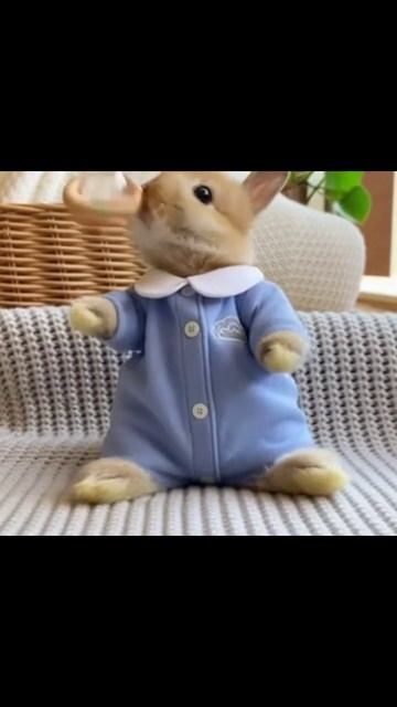 #милыеживотные #смешныепитомцы #милыепитомцы #питомцы #милота