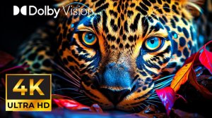 САМАЯ КРАСОЧНАЯ ЖИВОТНАЯ ЖИЗНЬ В 4К