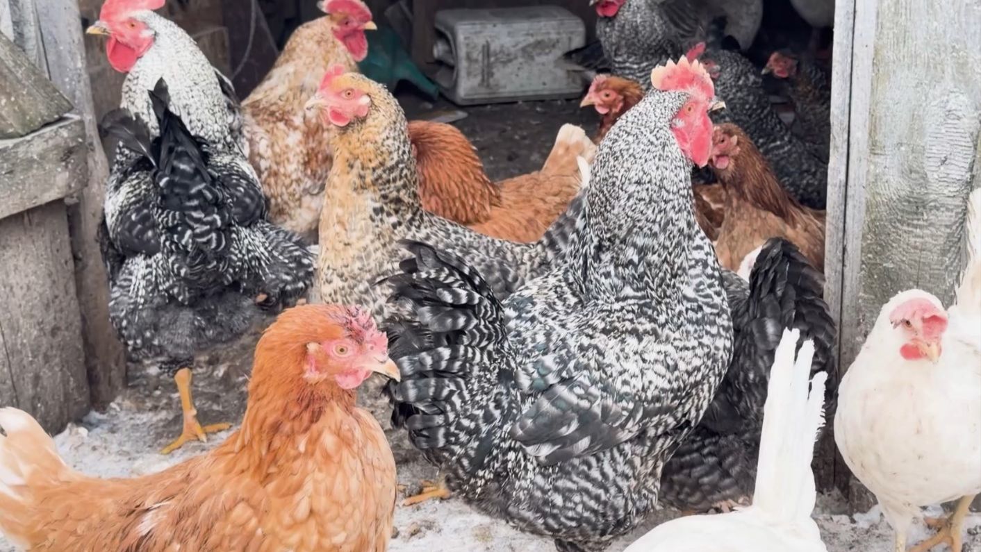 Как соцконтракт помог многодетной маме заняться выращиванием птицы и зелени смотреть онлайн