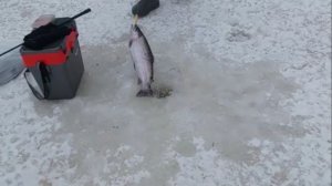 Первый час после запуска форели... Клёвое место, Лосиный остров, спорт-зона.