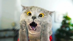 ПРИКОЛЫ С ЖИВОТНЫМИ ДО СЛЕЗ 😄 Смешные КОТЫ И СОБАКИ 😄 Приколы