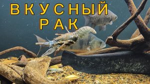 ЛИНЬКА РАКА!