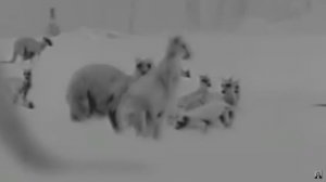 Тилацин или лиса. Видео 2024