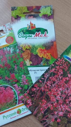 Гейхера из семян. Самая пора посеять👌🌸