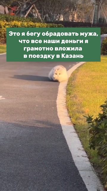 Главное - это инвестиции в эмоции! #казань #путешествия #апартаменты #мем #посуточно