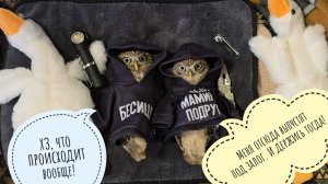 Маленьким совам устроили конкурс маленьких худи! Пёс Кубик дурит и делает кусь всему вокруг