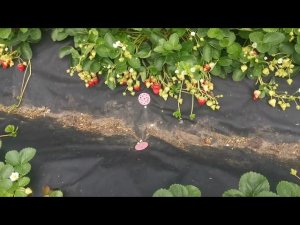 Фенг Сянг нейтрал. Китаец. Отличный, продуктивный сорт.