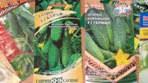 "Золотая пятёрка" огурцов.- идеальные сорта на все случаи  жизни. Выбирайте эти семена.