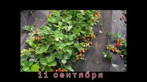 ♥️ Фенг Сянг ♥️ История одного сорта длиной в сезон Все в наших руках