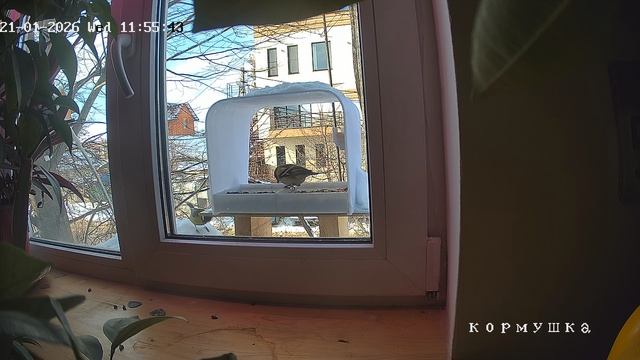 Наглый зяблик не пускает в кормушку птиц смотреть онлайн