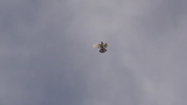 Жёсткая игра, Жёсткая посадка. Бойные голуби показали себя. смотреть онлайн