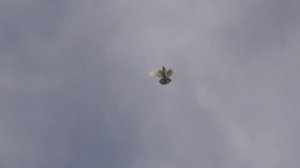 Жёсткая игра, Жёсткая посадка. Бойные голуби показали себя.