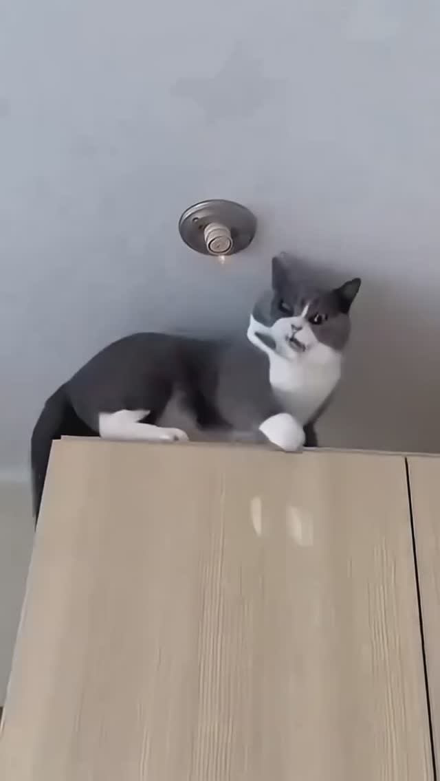 Приколюхи с кошаками🏠🐈👑 смотреть онлайн