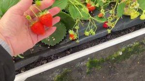 12 октября!!! Ягода зреет Горшочек варит