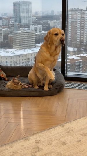 Хитрый симулянт😁