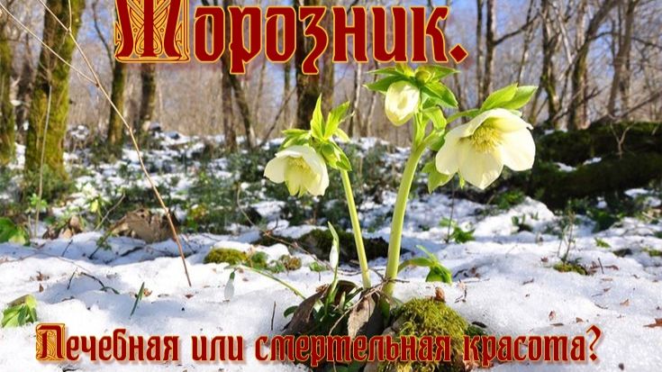 Морозник. Лечебная или смертельная красота?