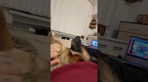 Я не собака а Рыжик