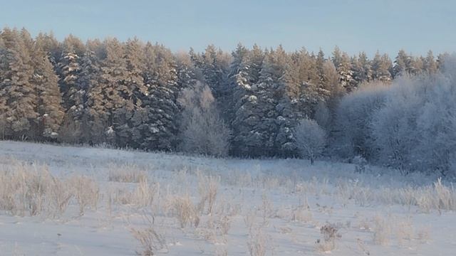 Тихая Зима | Путешествие в спящий лес под классическую музыку