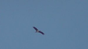 Мои бойные голуби в деле и к нам прилетел чёрный аист.