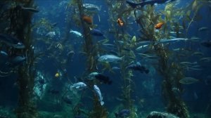 Аквариум, нежная музыка для сна и отдыха