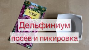 Дельфиниум Посев и пикировка 🌺