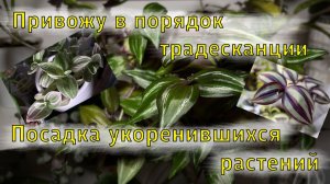 Привожу в порядок традесканции #укоренитьтрадесканцию #посадкарастений #пересадкарастений