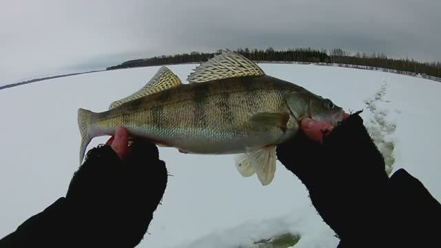 ЛОВЛЯ СУДАКА НА ТЮЛЬКУ.СУДАК,БЕРШ,НАЛИМ,ЯЗЬ,ГОЛАВЛЬ.рыбалка на верхней волге. смотреть онлайн