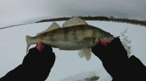 ЛОВЛЯ СУДАКА НА ТЮЛЬКУ.СУДАК,БЕРШ,НАЛИМ,ЯЗЬ,ГОЛАВЛЬ.рыбалка на верхней волге.