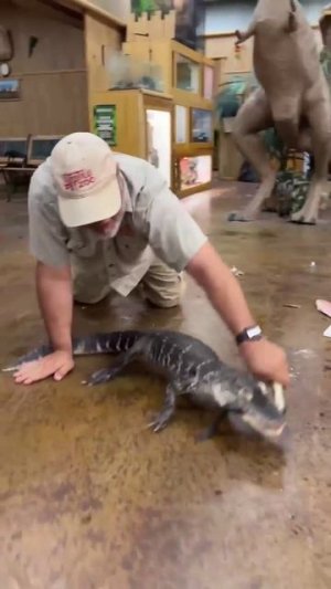 Хватка молодого аллигатора