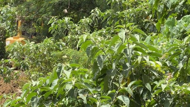 Расширение лесной дороги за считанные минуты с помощью бульдозера CAT D6R XL смотреть онлайн