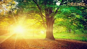 Сатсанг √108, Роберт Адамс.