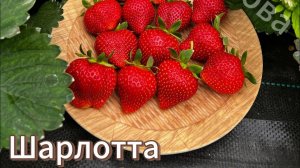 Шарлотта. Французская красавица. Заслуженно самый любимый нейтрал .