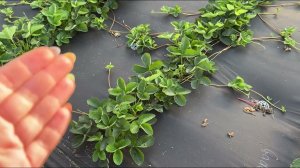 Фенг Сянг‼️ Потенциал ‼️ Не путайте с другими сортами