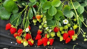 Это просто безумие‼️ Фенг Сянг не намерен останавливаться