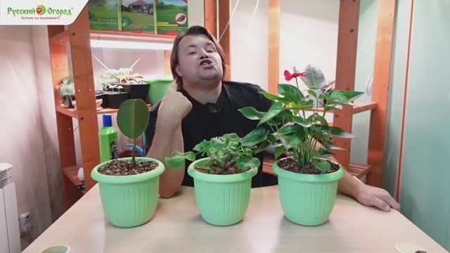 Нужно ли подкармливать комнатные растения зимой? смотреть онлайн