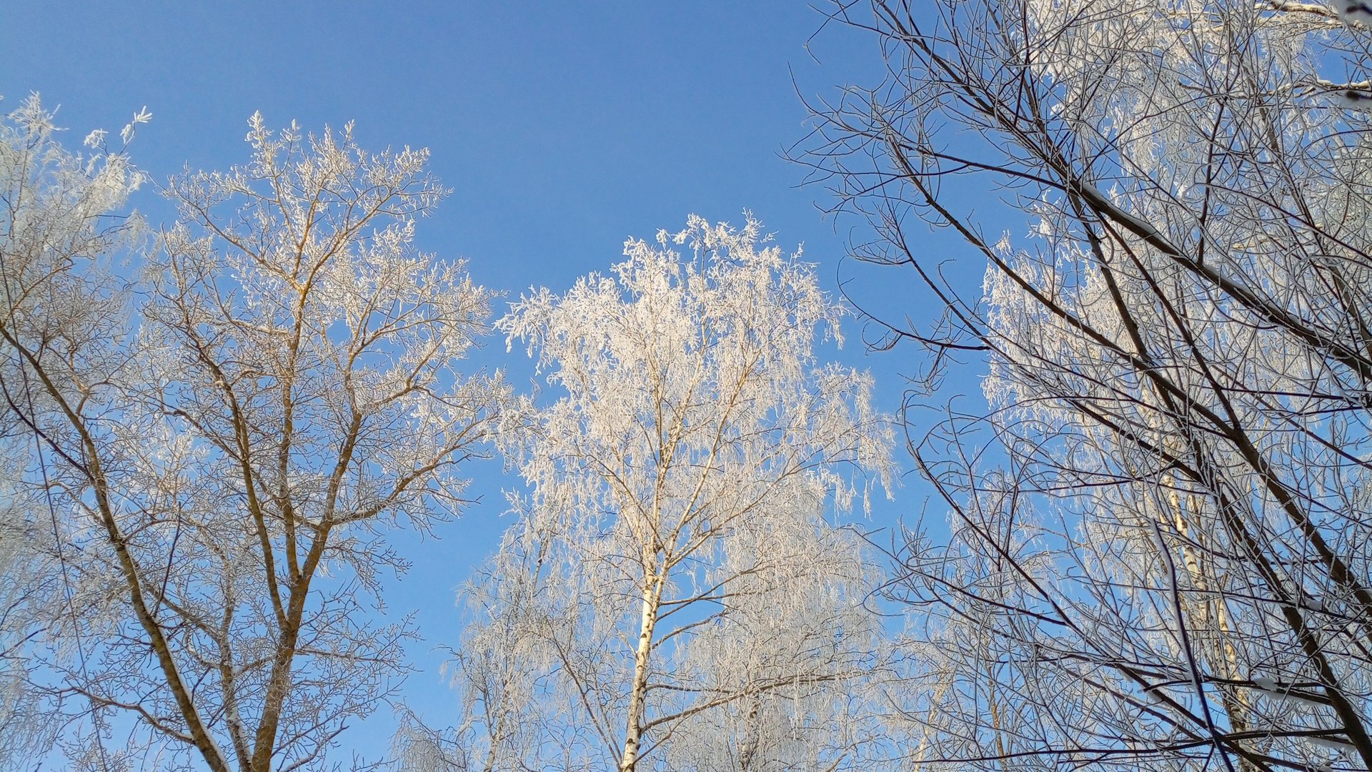 СП "Температурный плед с Катериной Шурм" Сказочный январь. смотреть онлайн