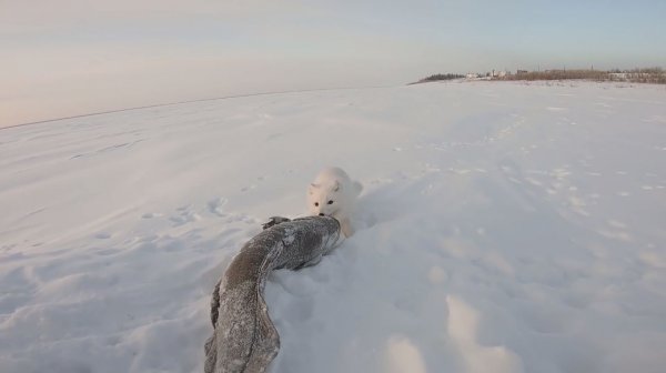 На рыбалку в -37. Зверьё повеселило.)))