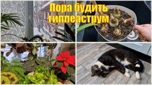 Ни выходных ни проходных.Чем подкармливаю домашние цветы. Обход оранжереи