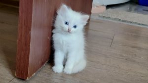 Кошки и котята знают, когда мы их кормим. Котенок Микки умывается после еды.