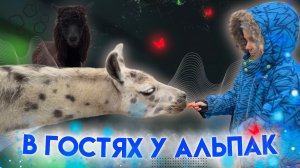 В гостях у Альпак