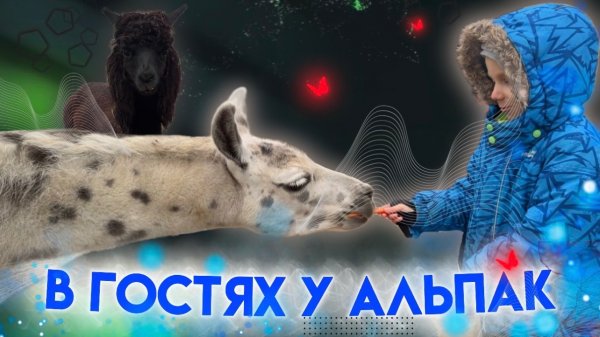 В гостях у Альпак