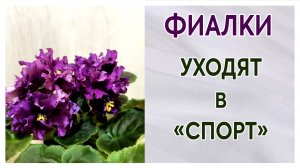 Фиалки уходят в "спорт". Что это значит. Сортовые фиалки (сенполии).
