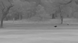 Тилацин в Австралии (видео 6 октября 2025 года с тепловизора)