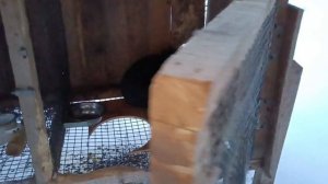 Подарок кролу)))