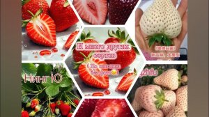 ‼️Это просто фантастика‼️ На осень китайцы и японцы будут‼️‼️‼️ Новые сорта‼️‼️‼️