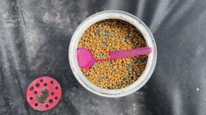 Посадка Фриго 2024г‼️ Как садим мы‼️